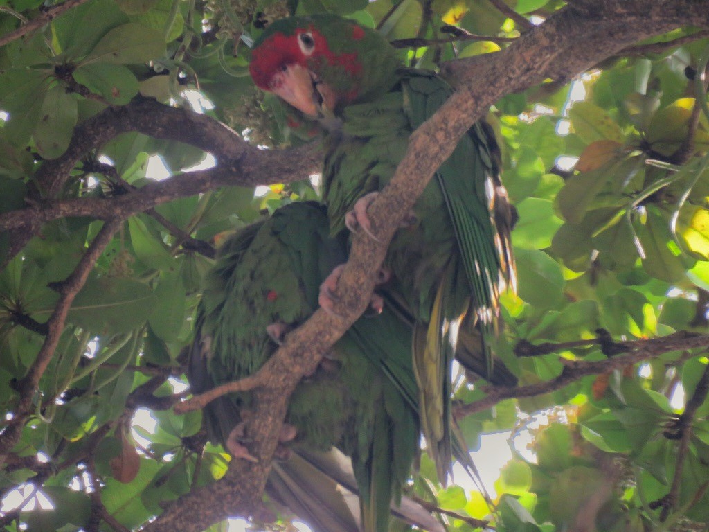 Conure mitrée - ML608478754