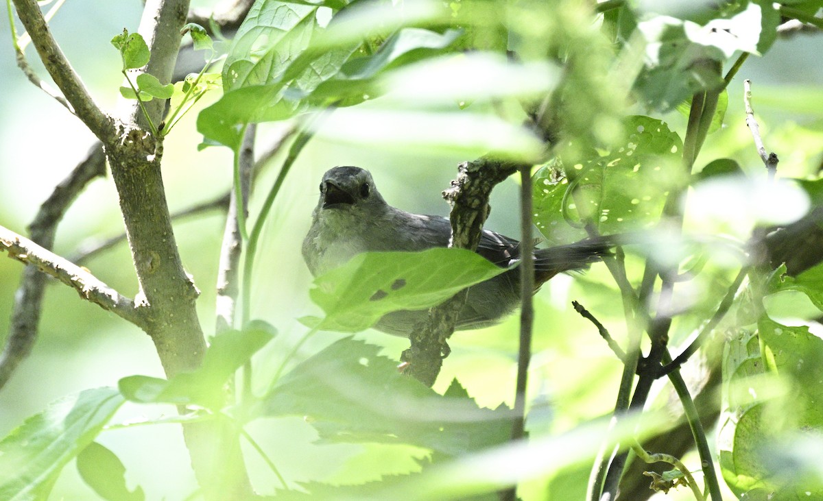 Gray Catbird - ML608478764