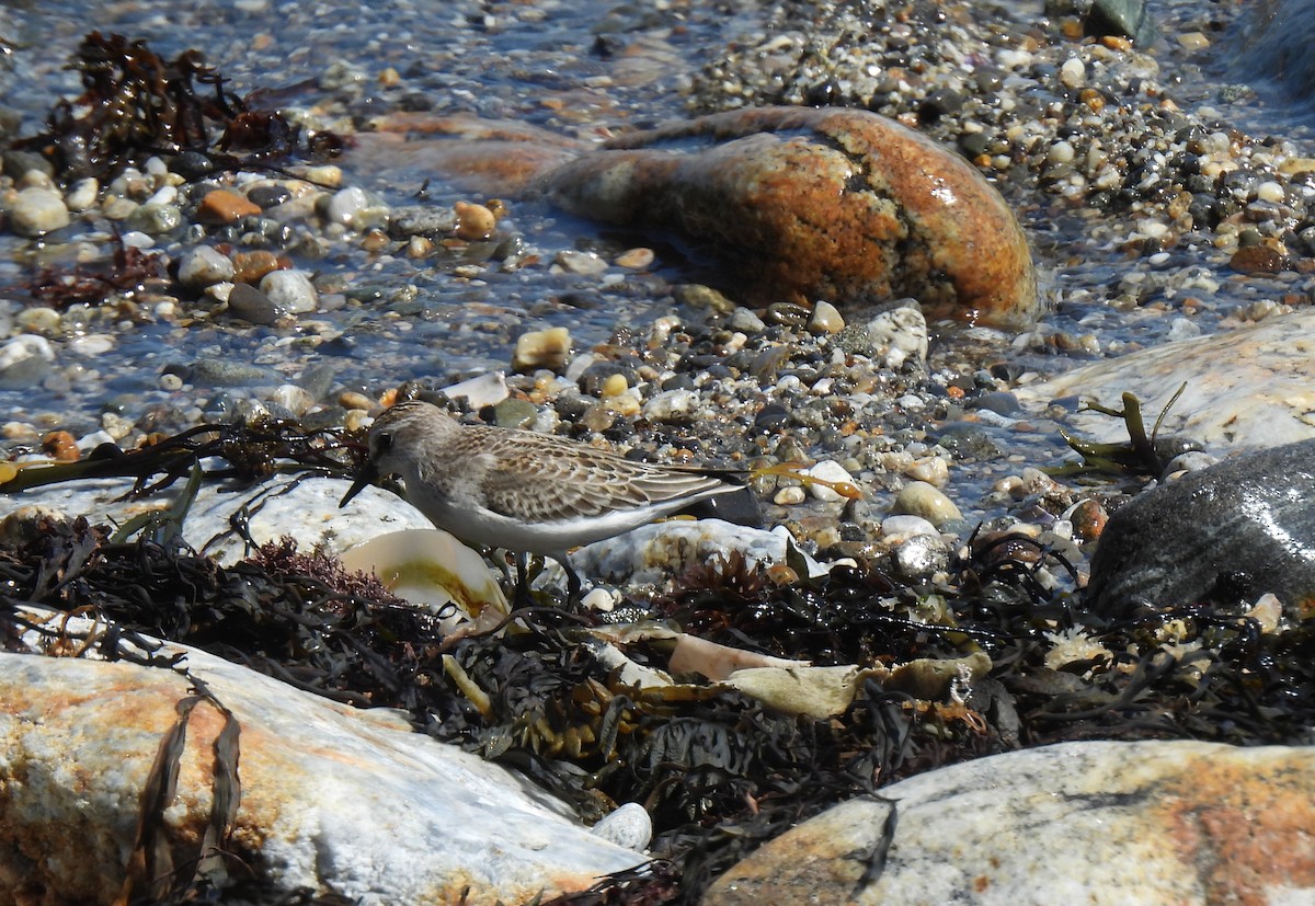 Semipalmated Sandpiper - Susanne Meidel