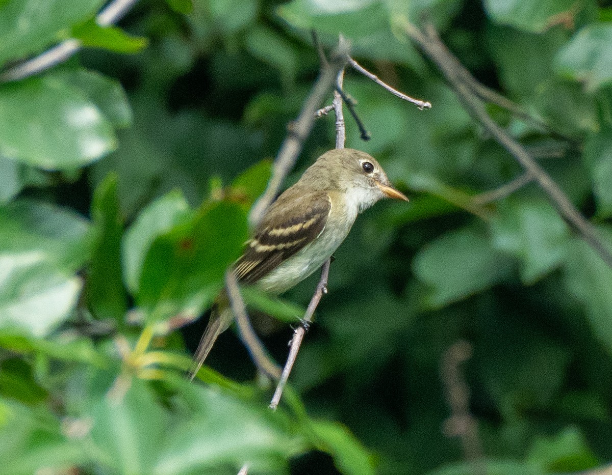 Moucherolle tchébec - ML608478899