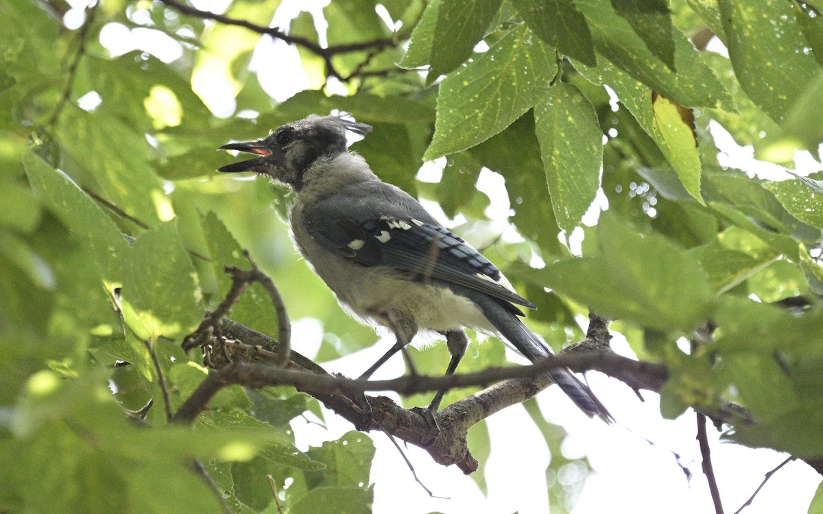 Blue Jay - ML608478905