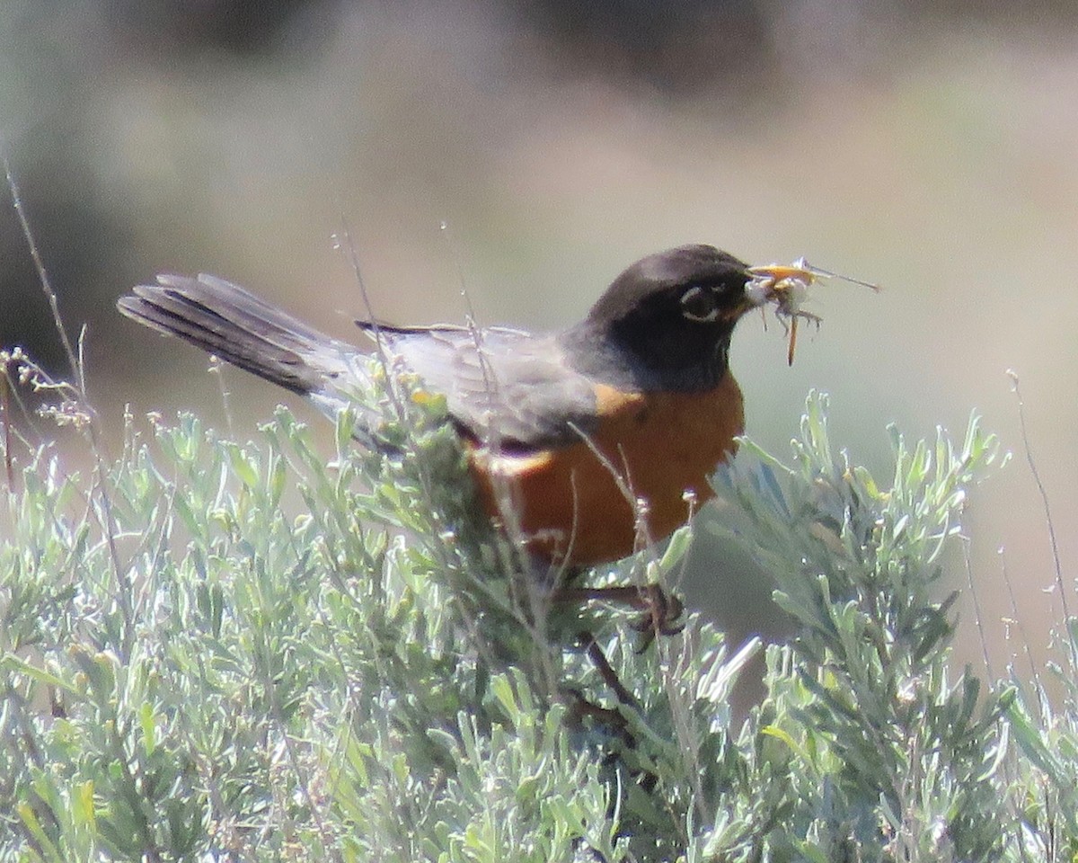 American Robin - Barb Thomascall