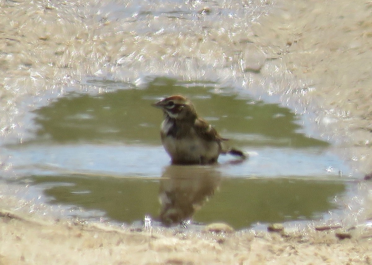 Lark Sparrow - Barb Thomascall