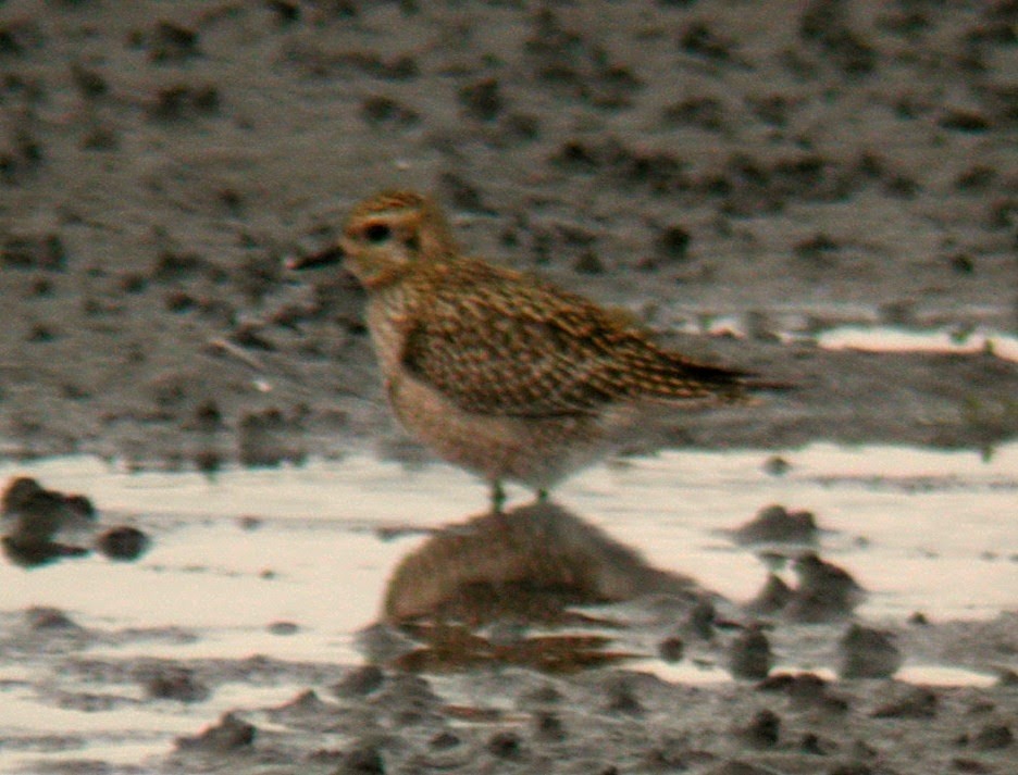 Pacific Golden-Plover - Nick Page