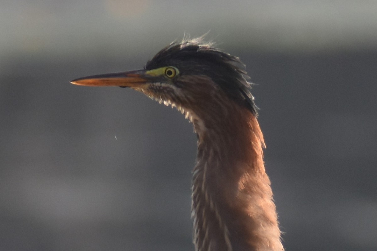 Green Heron - ML608479143