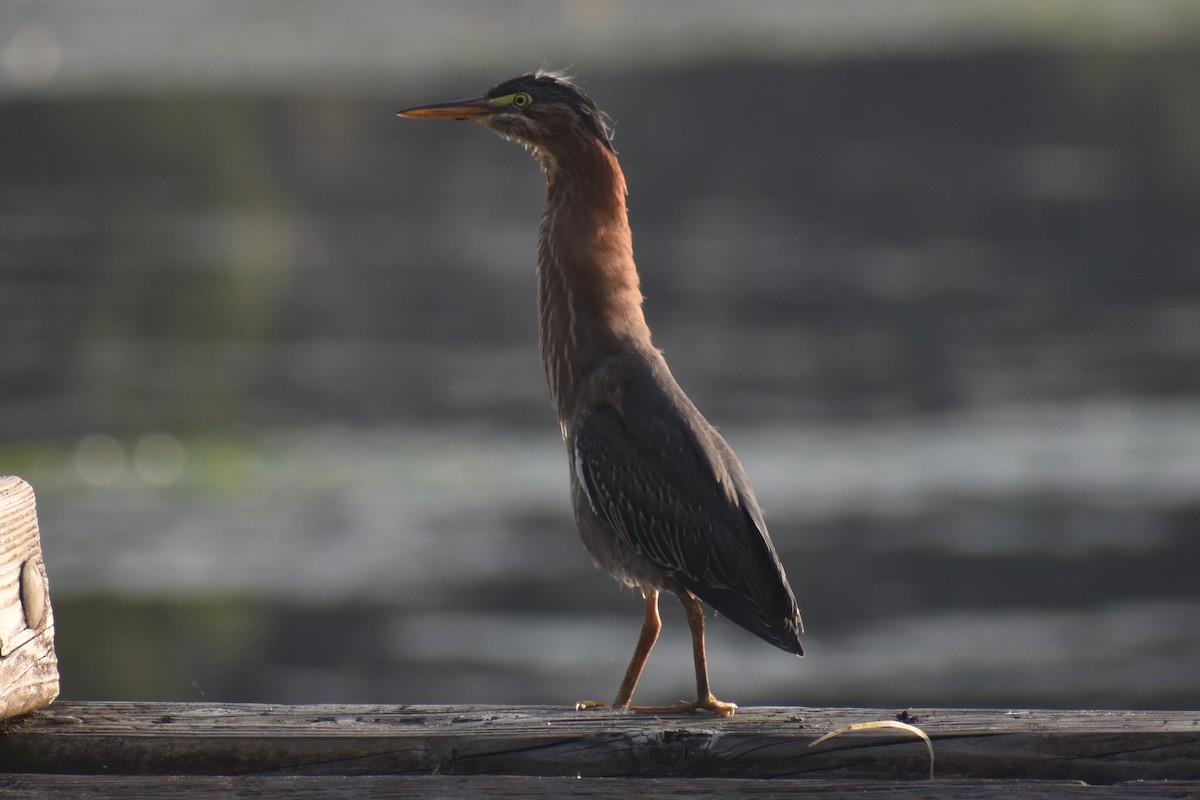 Green Heron - ML608479144