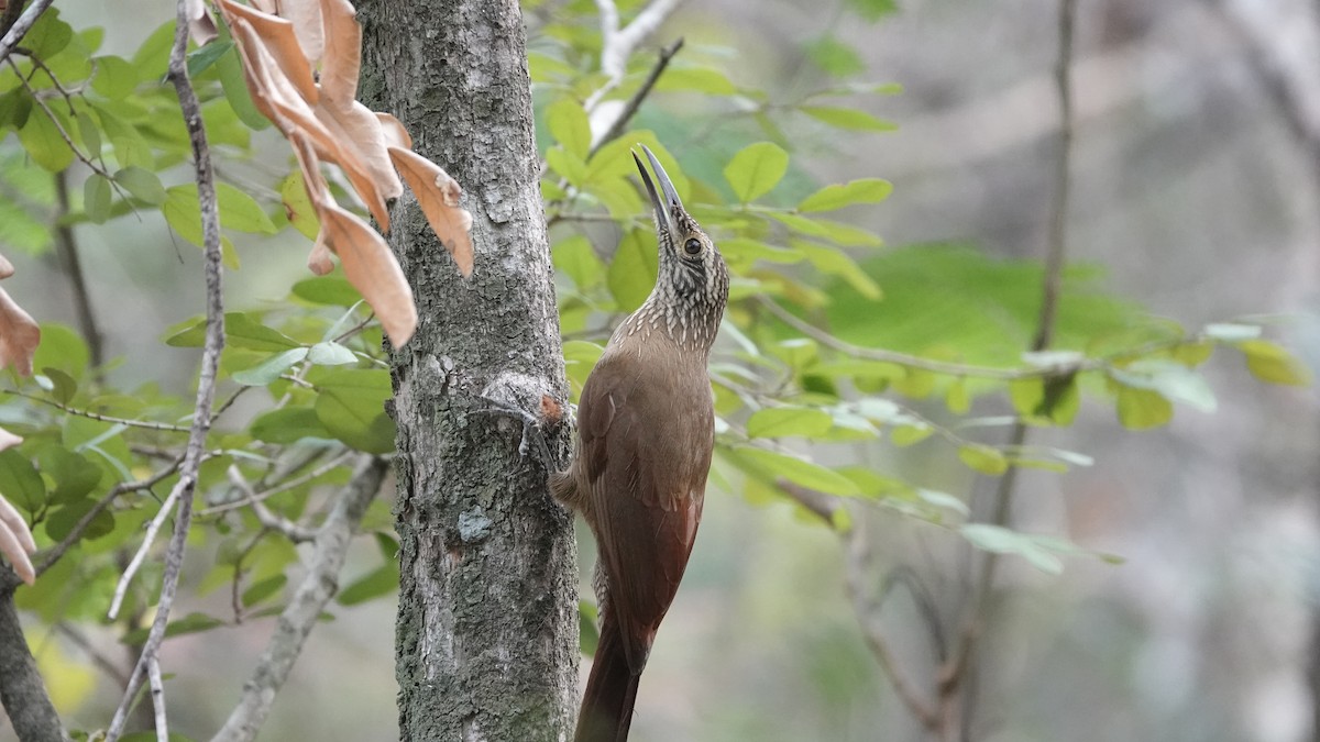 Planalto Woodcreeper - ML608479191