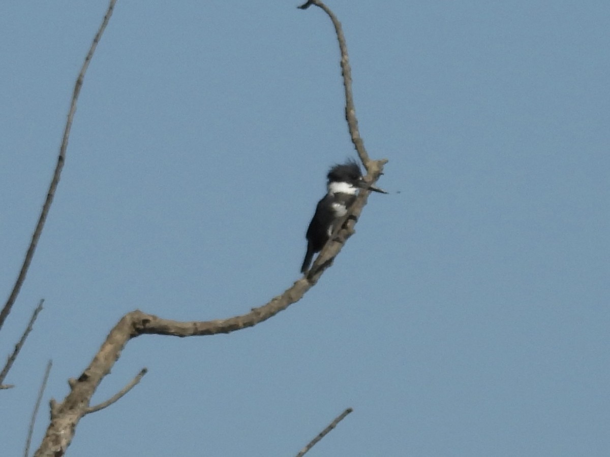 Belted Kingfisher - ML608479277
