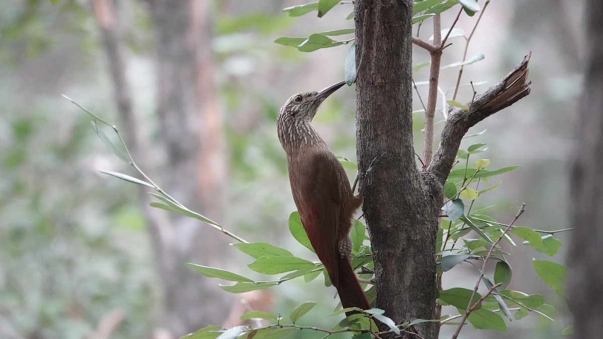 Planalto Woodcreeper - ML608479329