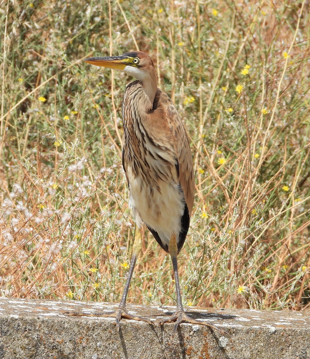 Purple Heron - Ángel Luis Méndez de la Torre 🪶