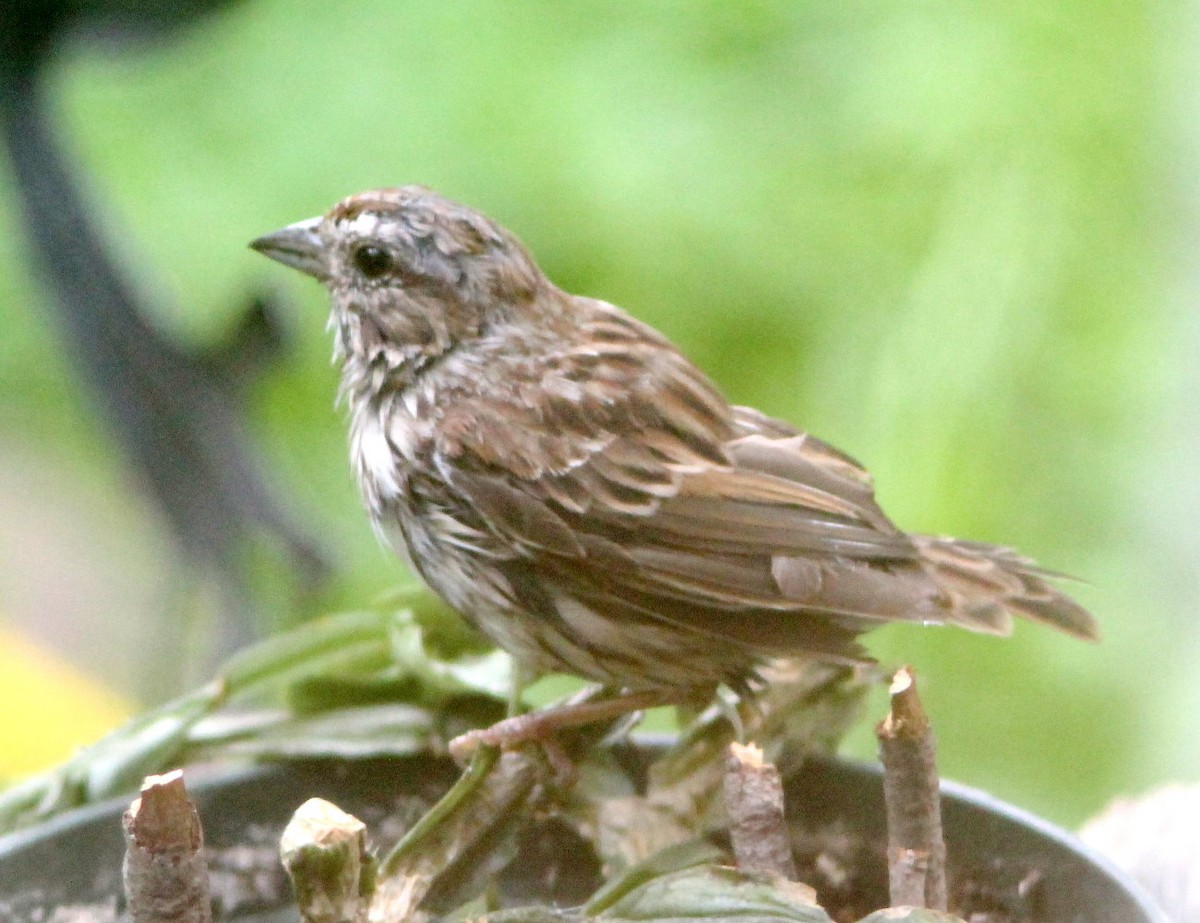 Song Sparrow - ML608479421