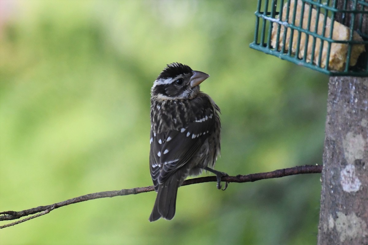 Rose-breasted Grosbeak - ML608479443