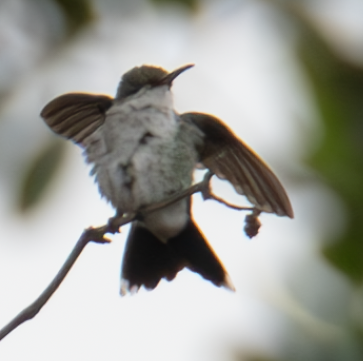 Sapphire-throated Hummingbird - ML608479514