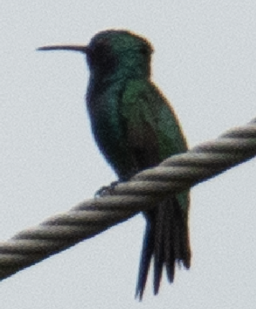 Sapphire-throated Hummingbird - ML608479579