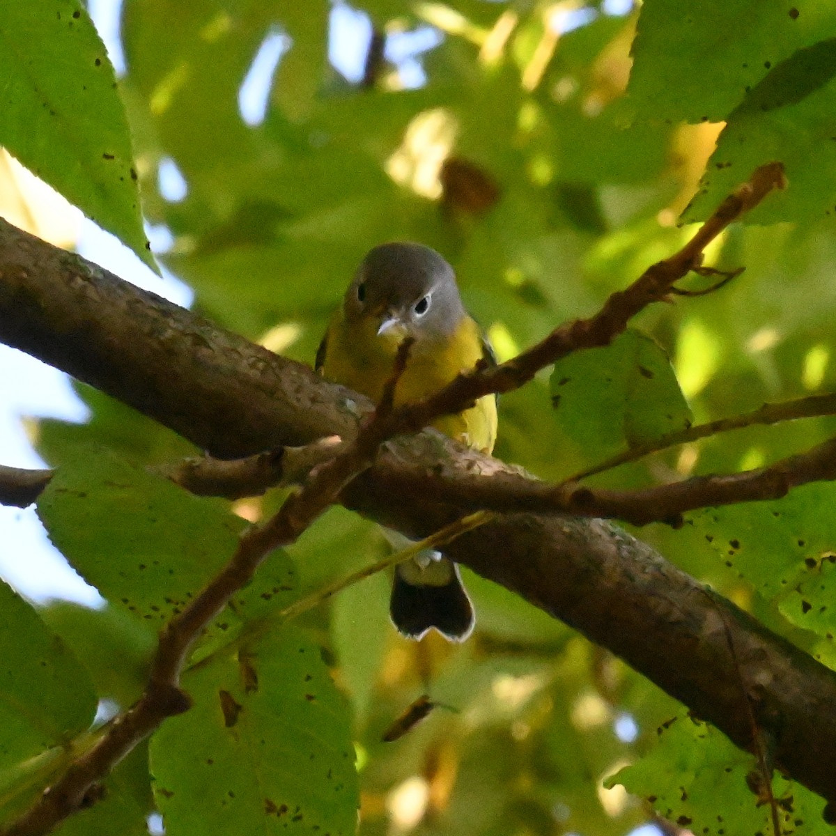 Magnolia Warbler - ML608479655