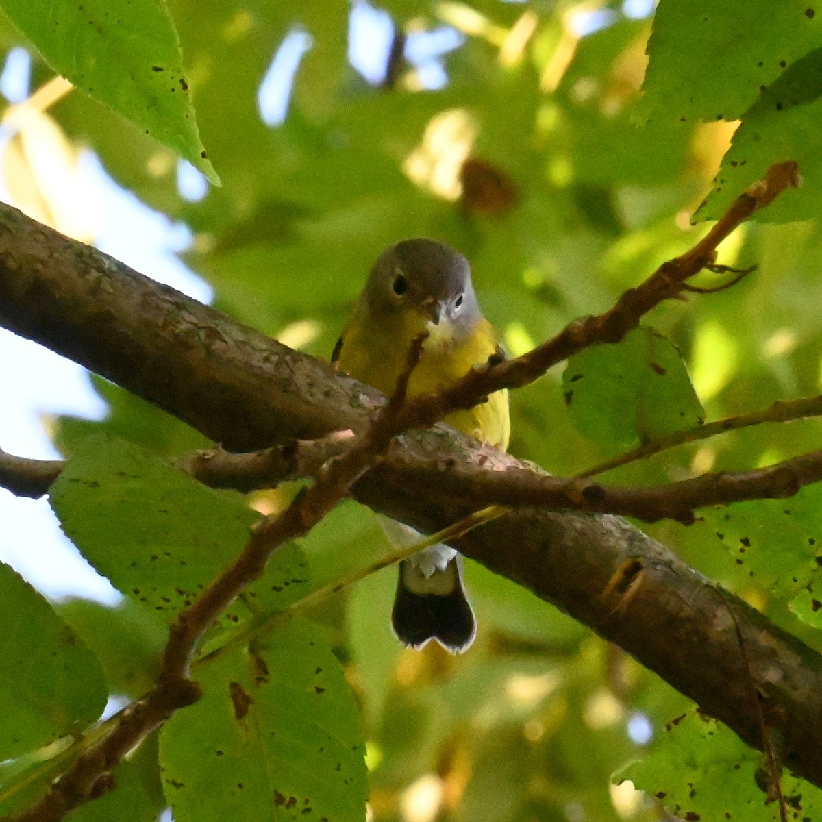 Magnolia Warbler - Justin Riley