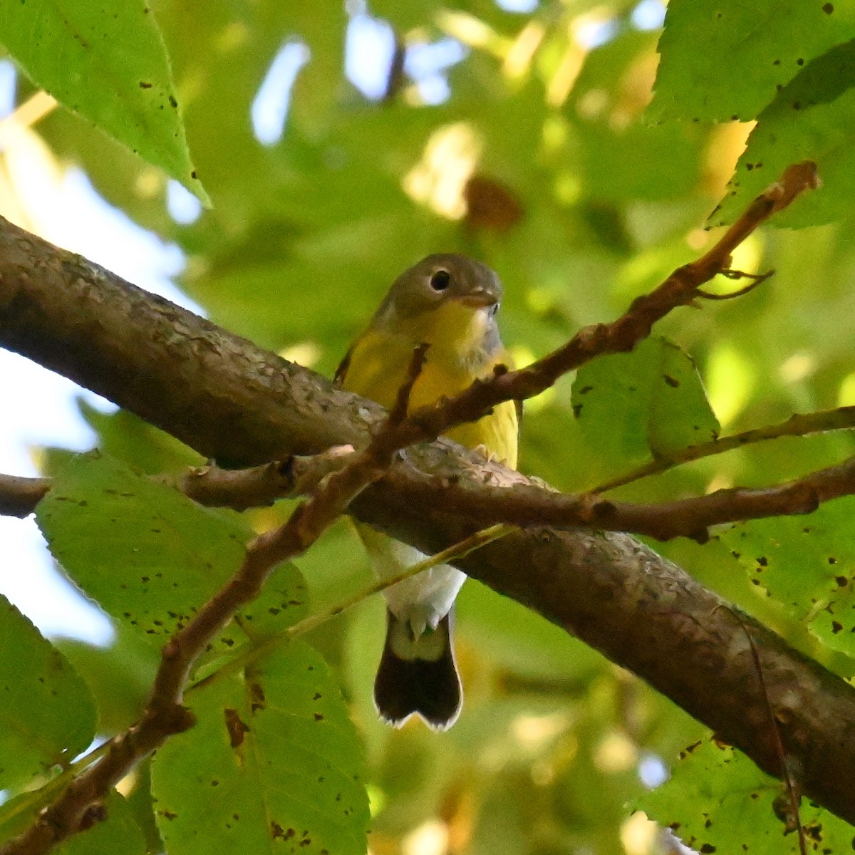 Magnolia Warbler - Justin Riley