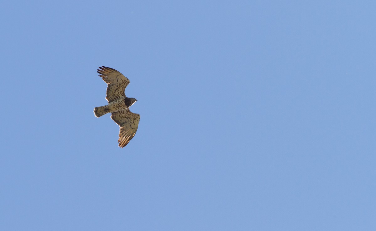 Short-toed Snake-Eagle - ML608479774