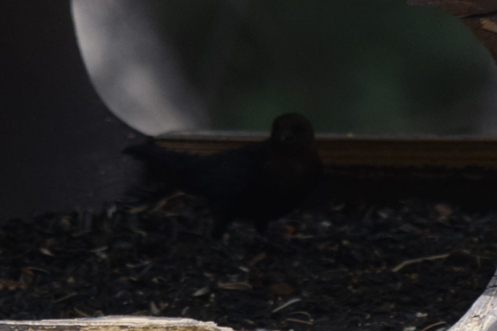 Brown-headed Cowbird - ML608479885