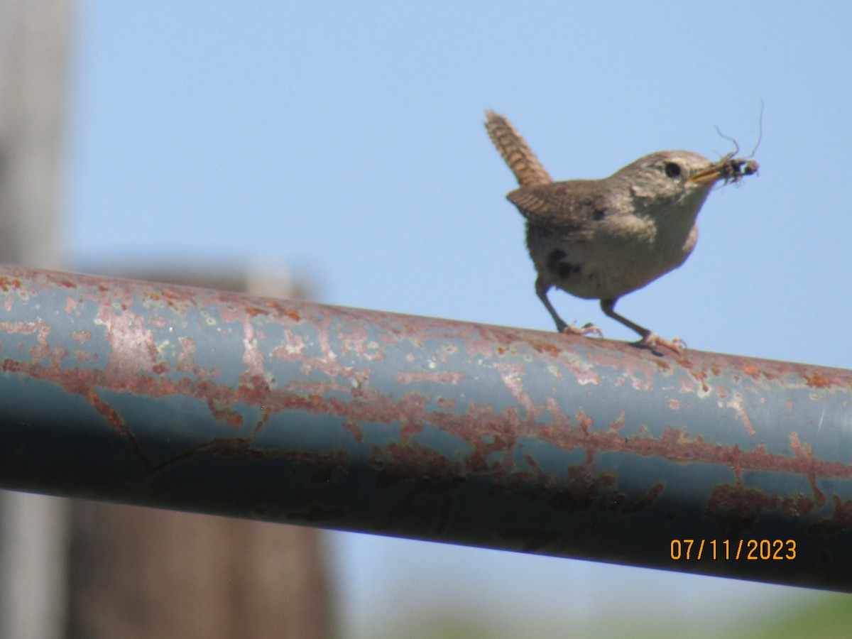 House Wren - ML608479925