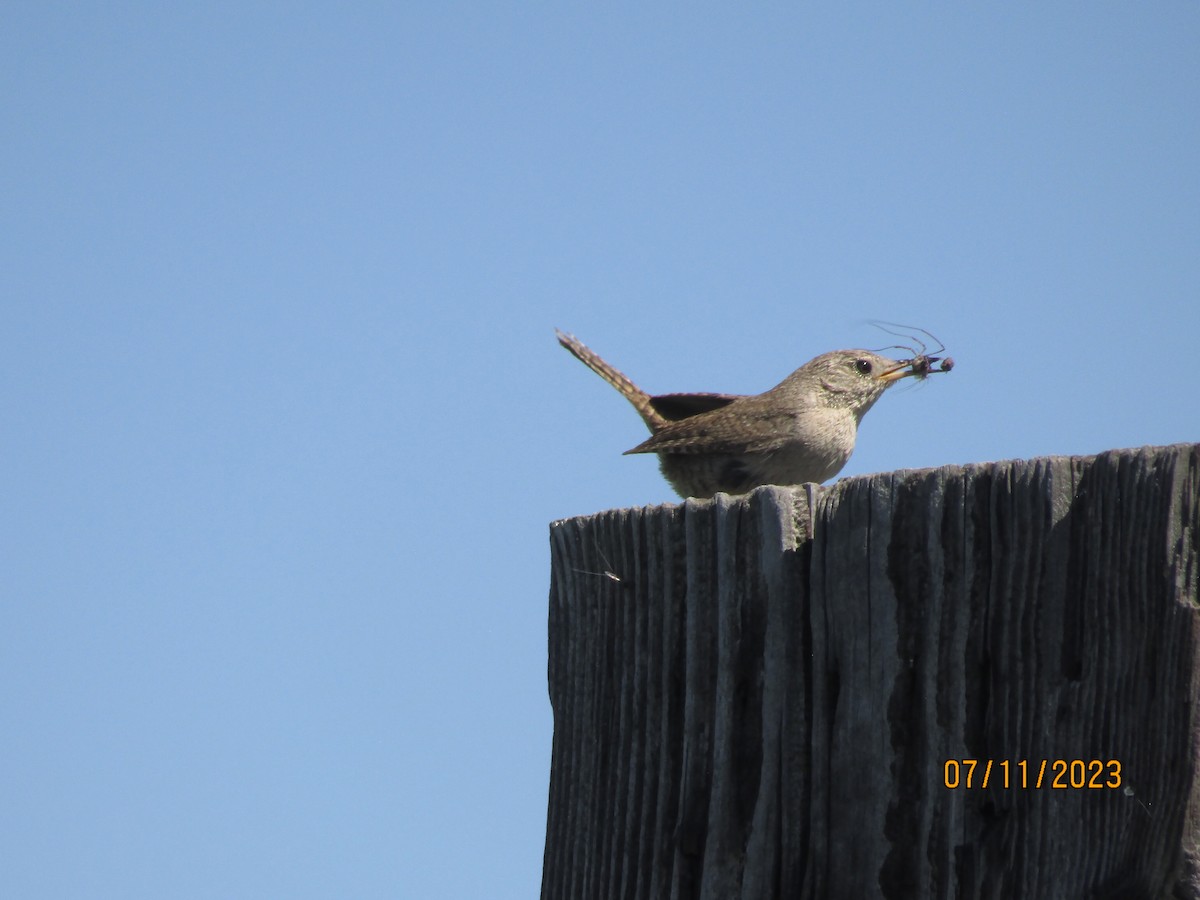 House Wren - ML608479934