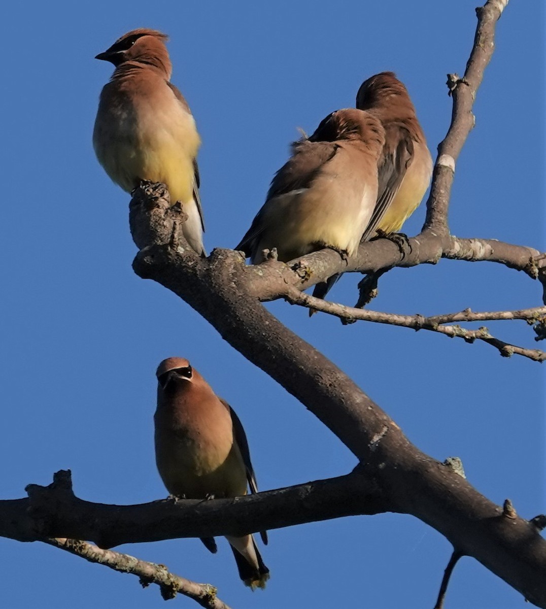 ציצנית אמריקנית - ML608479988