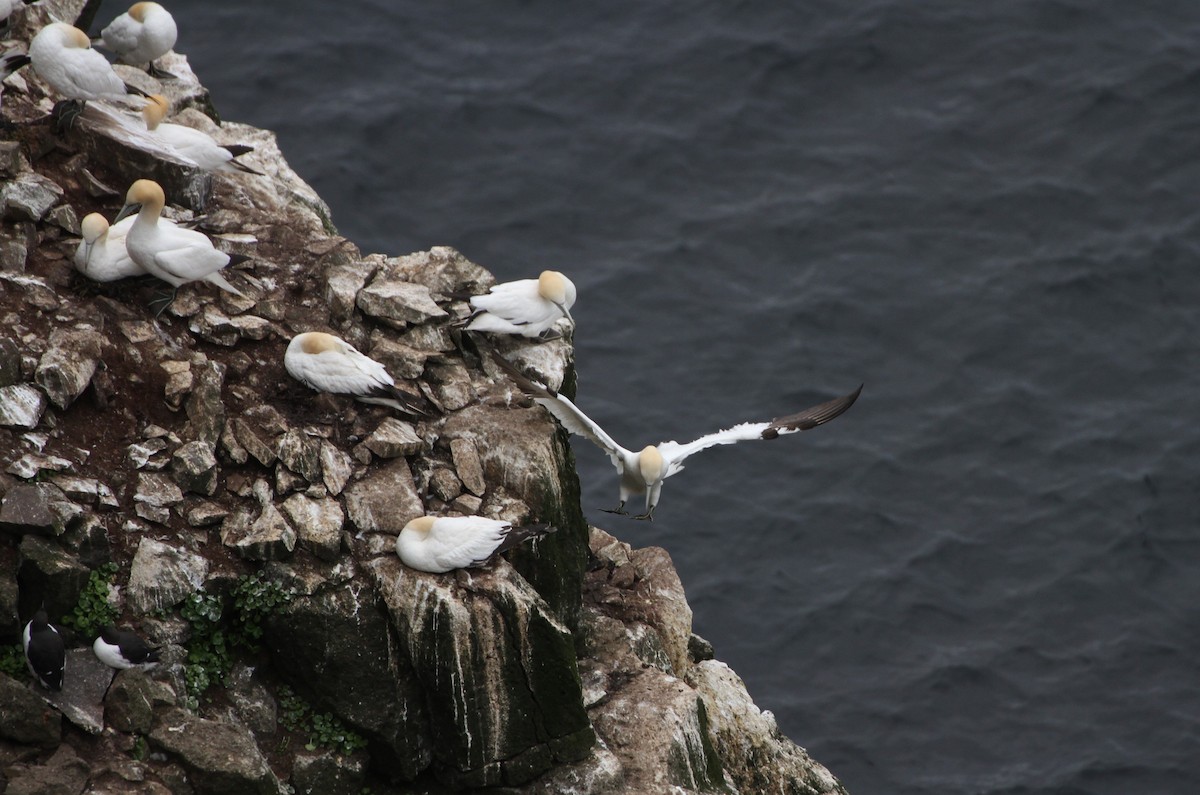 Northern Gannet - ML608480024