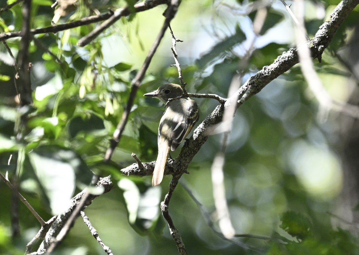 Great Crested Flycatcher - ML608480103