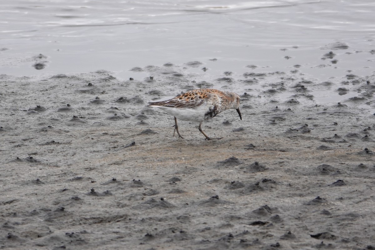 Rock Sandpiper (ptilocnemis) - Pete Janzen