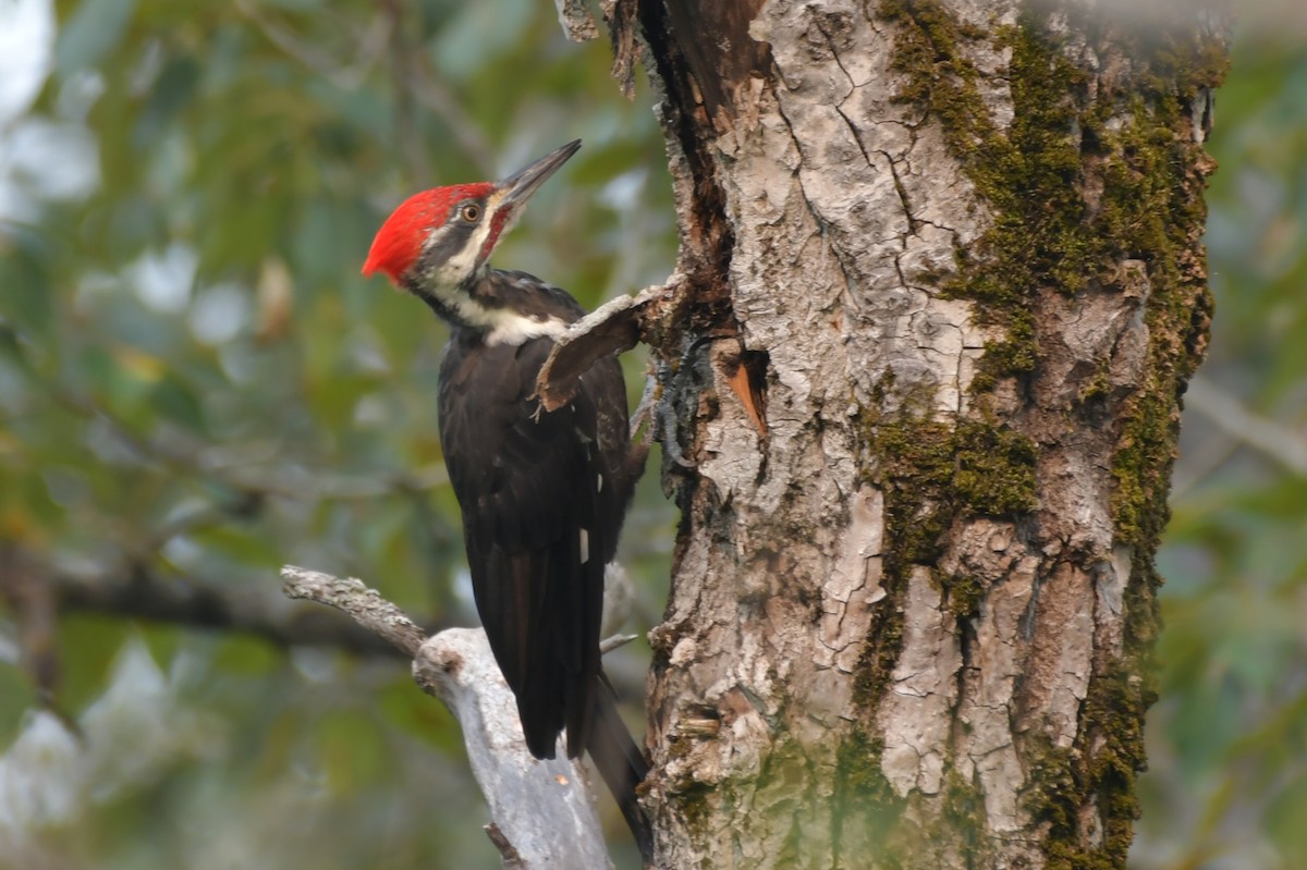 Pileated Woodpecker - ML608480124