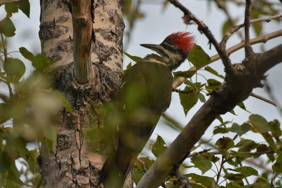 Pileated Woodpecker - ML608480126