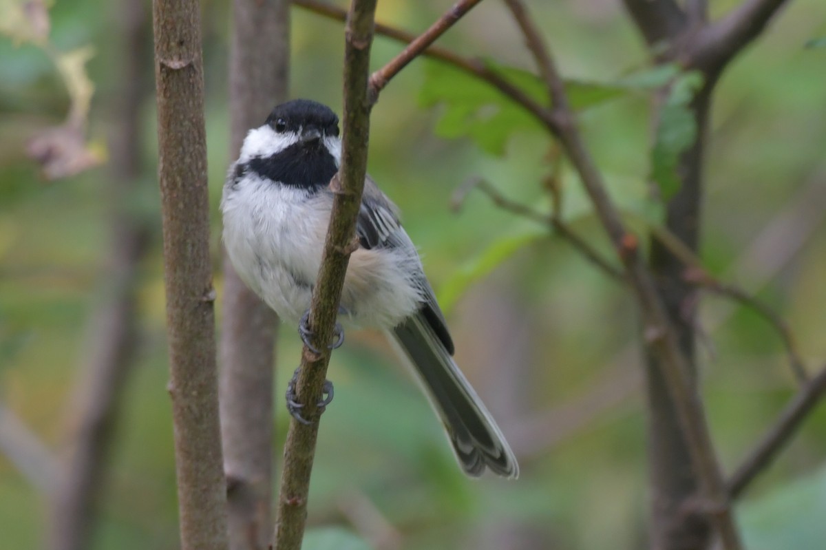 Black-capped Chickadee - Jean Aubé