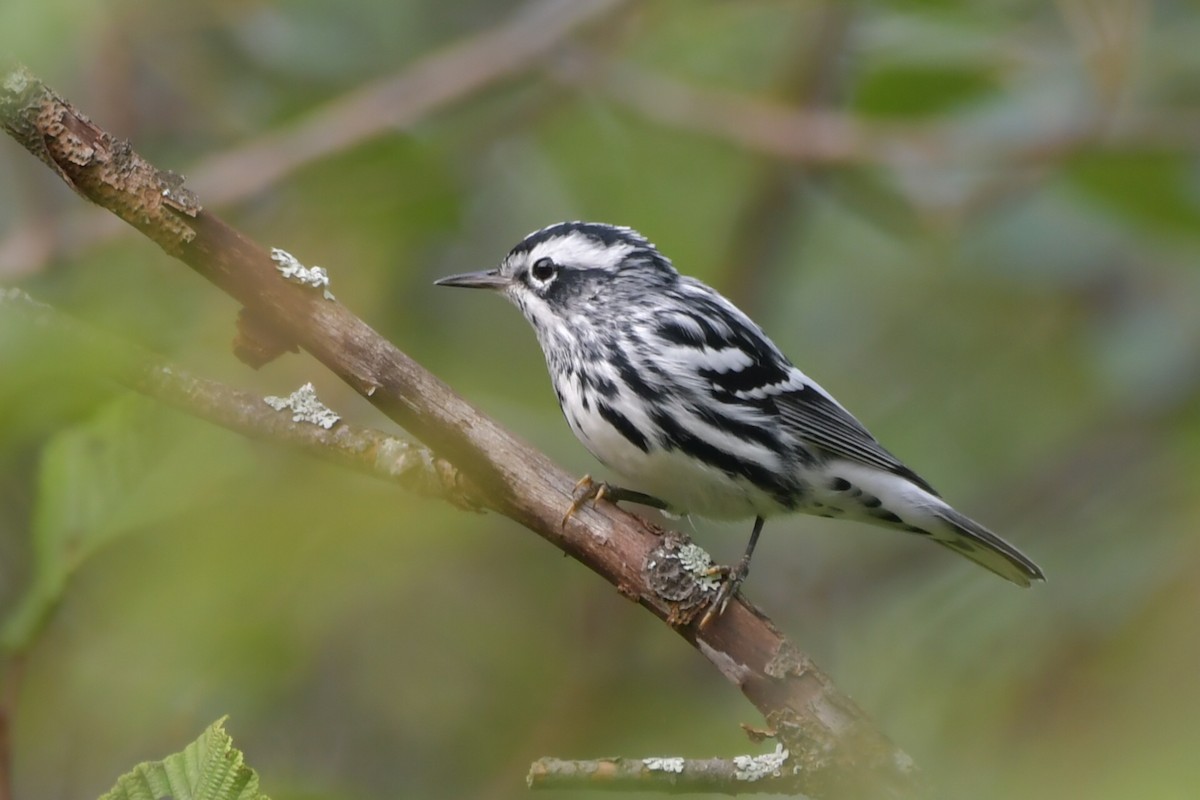 Black-and-white Warbler - ML608480142