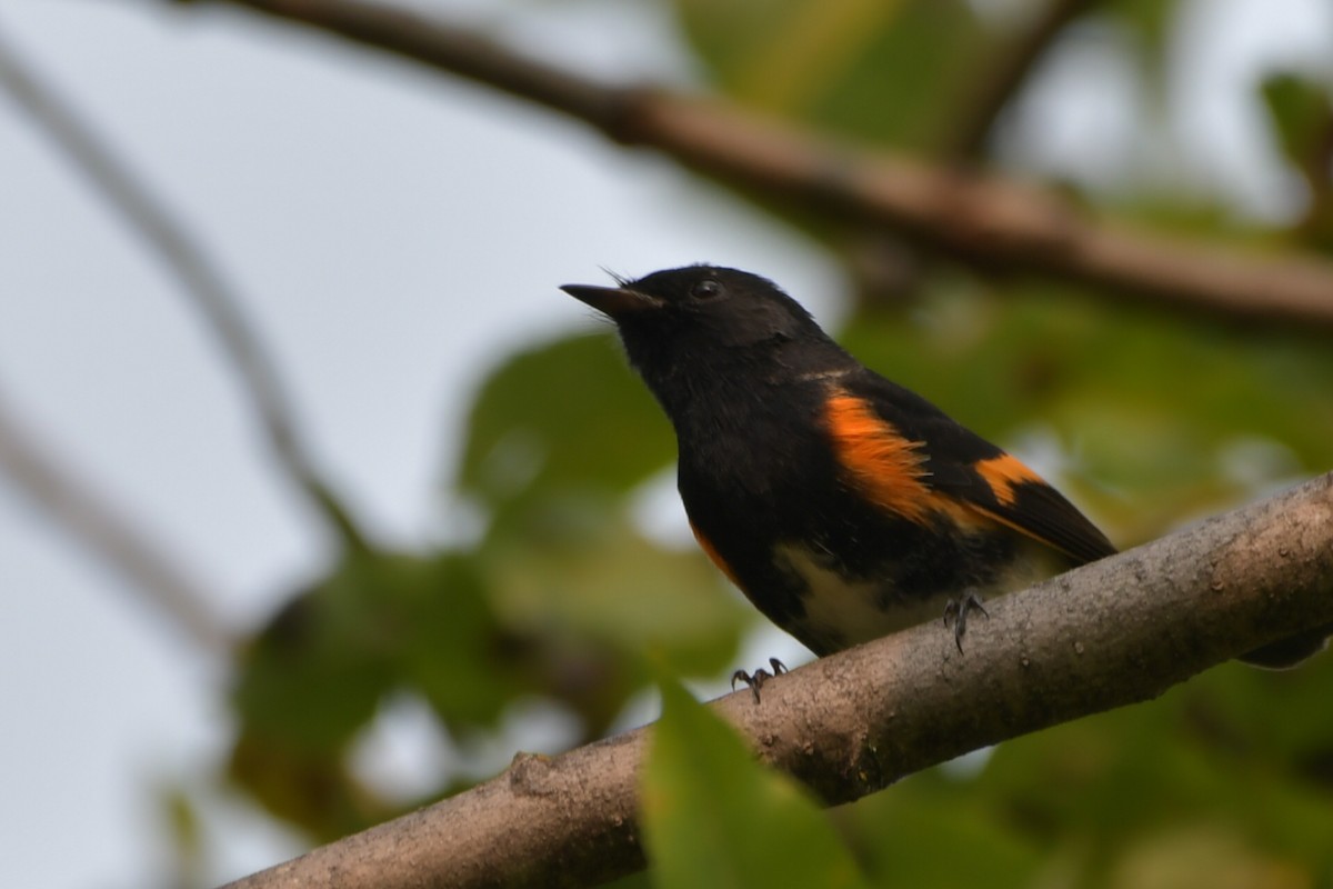 American Redstart - ML608480151