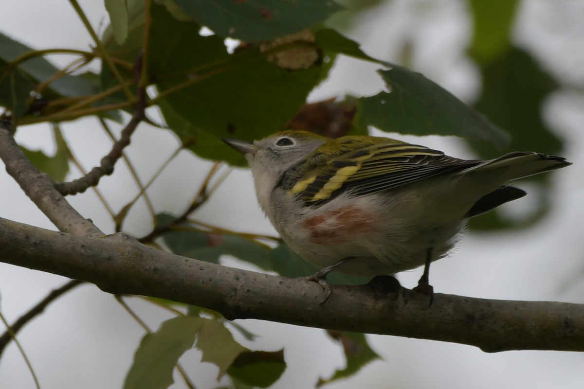 Chestnut-sided Warbler - ML608480166