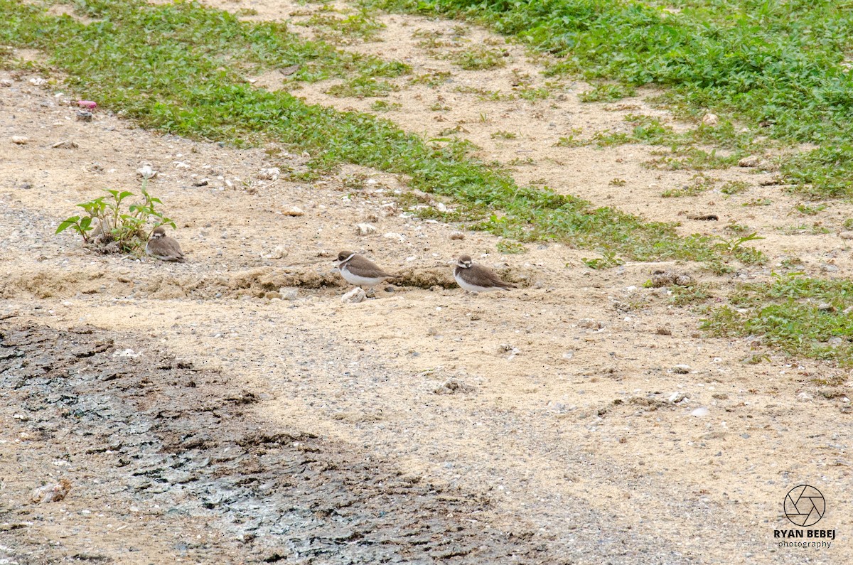 Semipalmated Plover - ML608480233