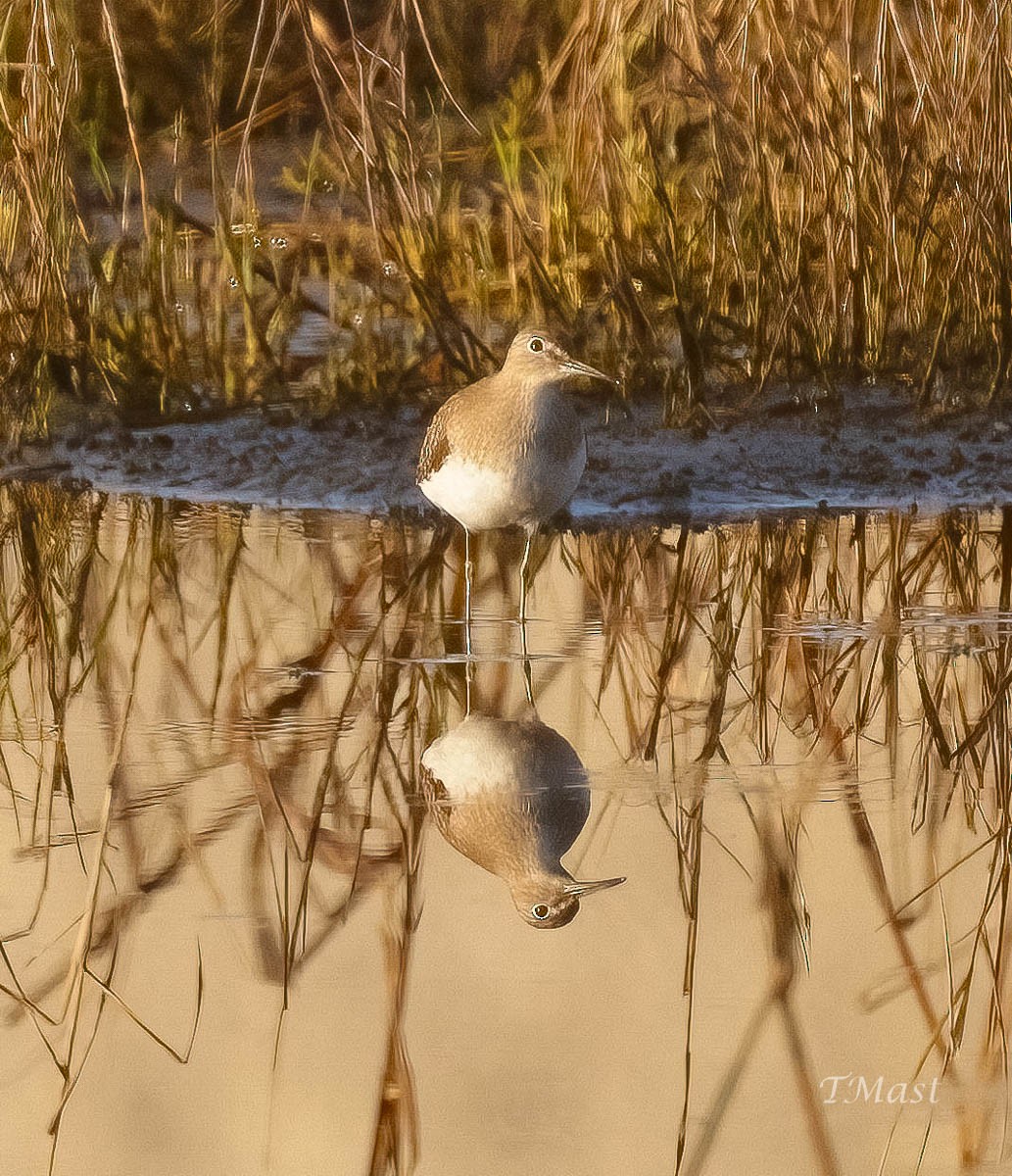 Einsiedelwasserläufer - ML608480380