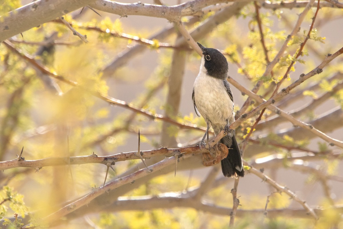 Arabian Warbler - ML608480395