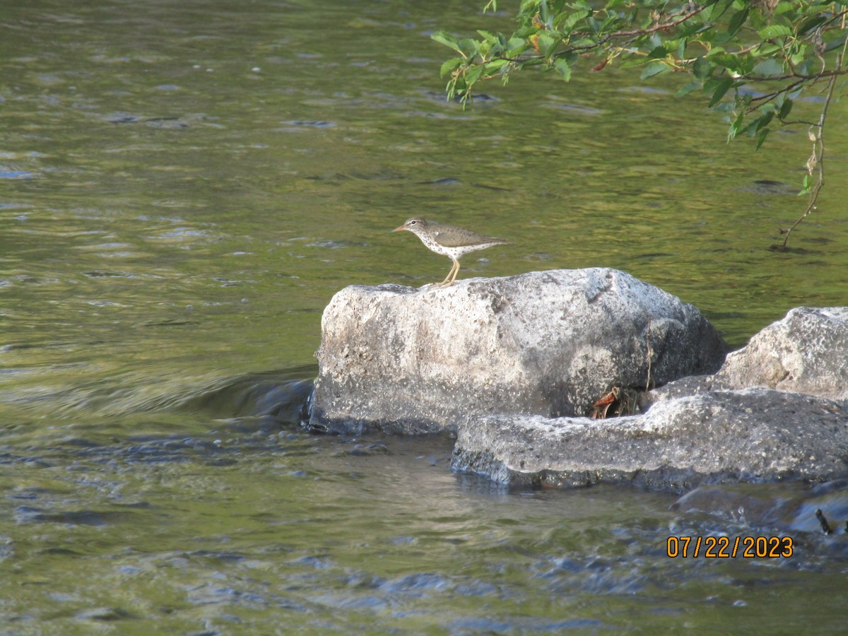 Spotted Sandpiper - ML608480399