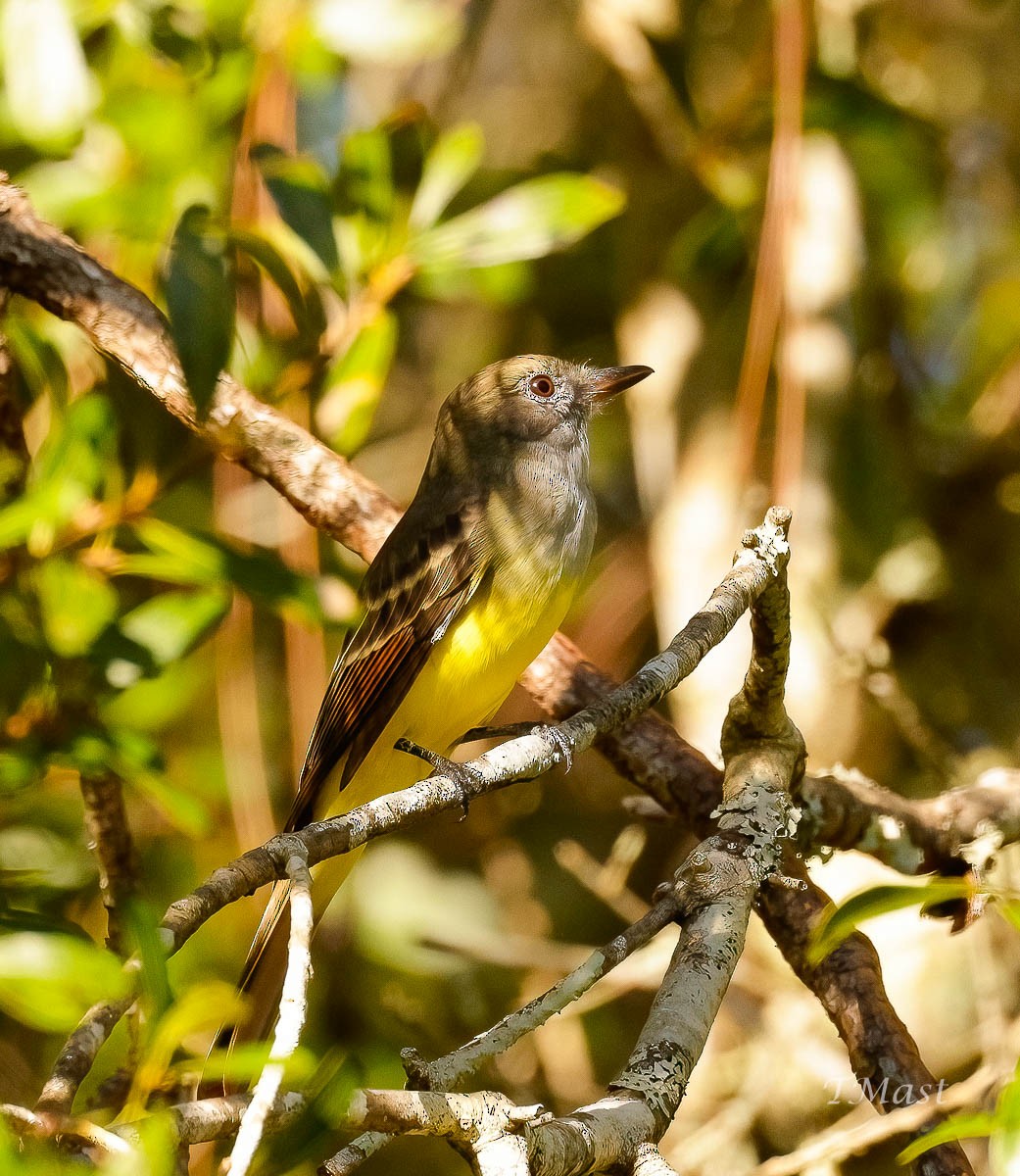 Great Crested Flycatcher - ML608480405