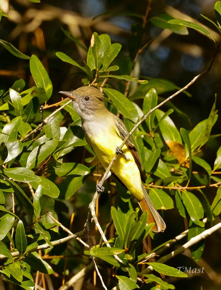 Great Crested Flycatcher - ML608480406