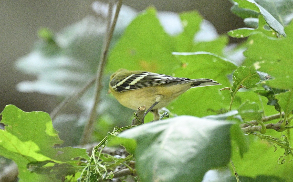 Bay-breasted Warbler - ML608480437