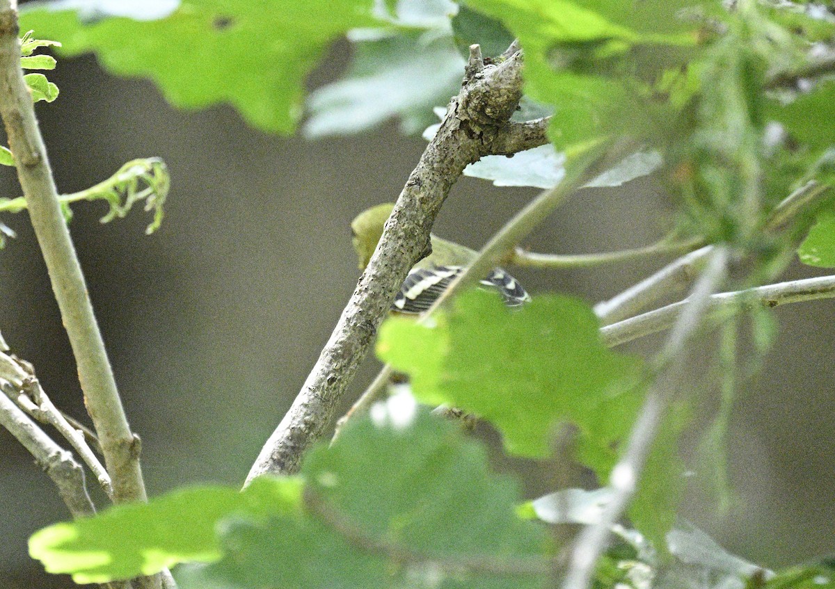 Bay-breasted Warbler - ML608480438