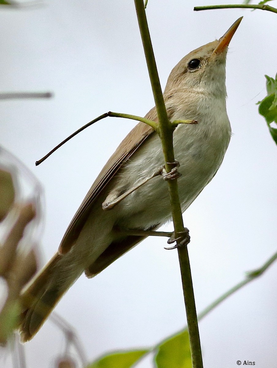 Sykes's Warbler - ML608480446