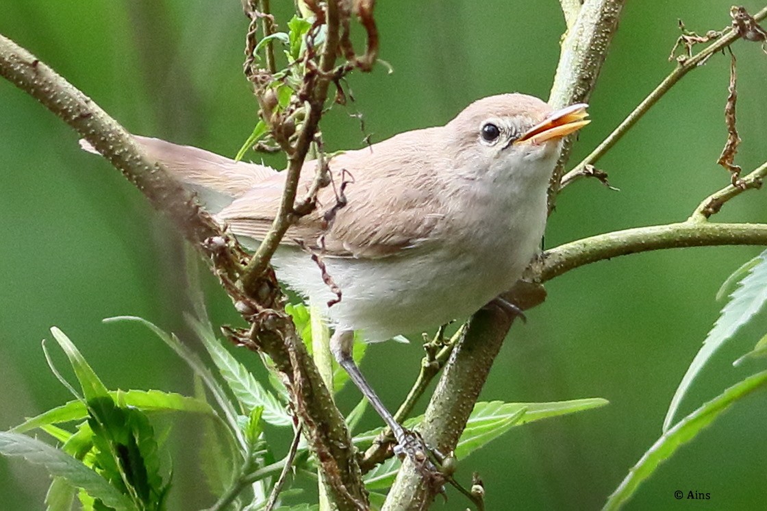 Sykes's Warbler - ML608480447