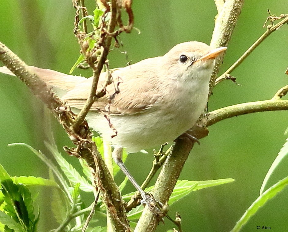 Sykes's Warbler - ML608480448