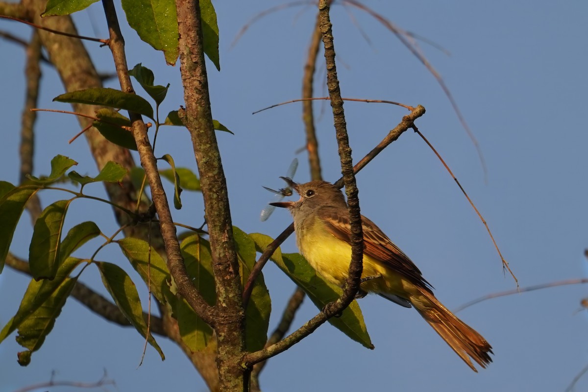 Great Crested Flycatcher - ML608480472