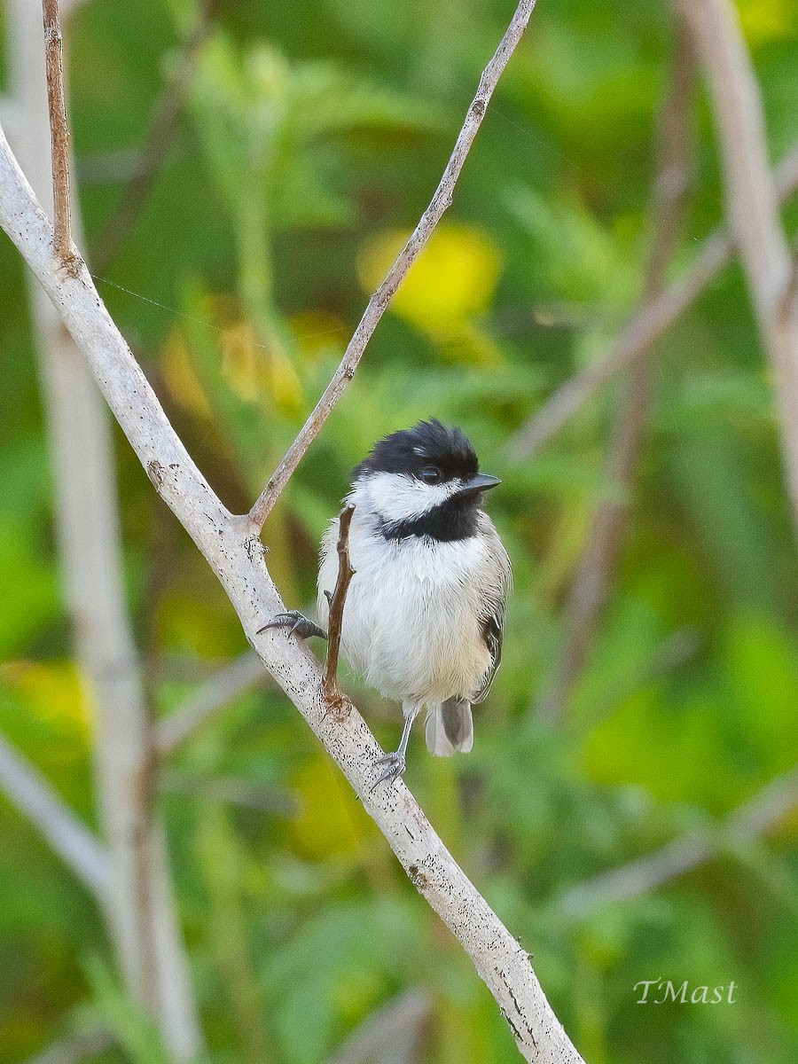 Carolina Chickadee - ML608480497