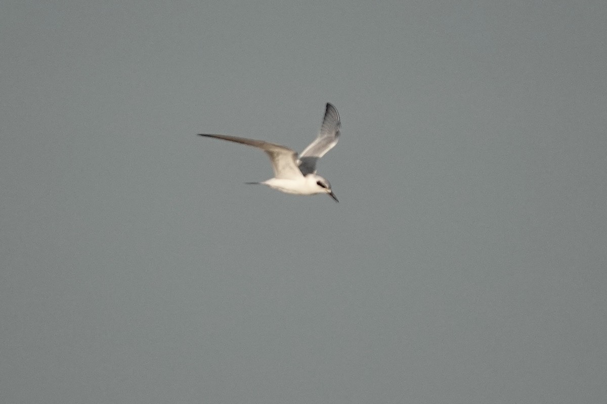 Forster's Tern - Anonymous