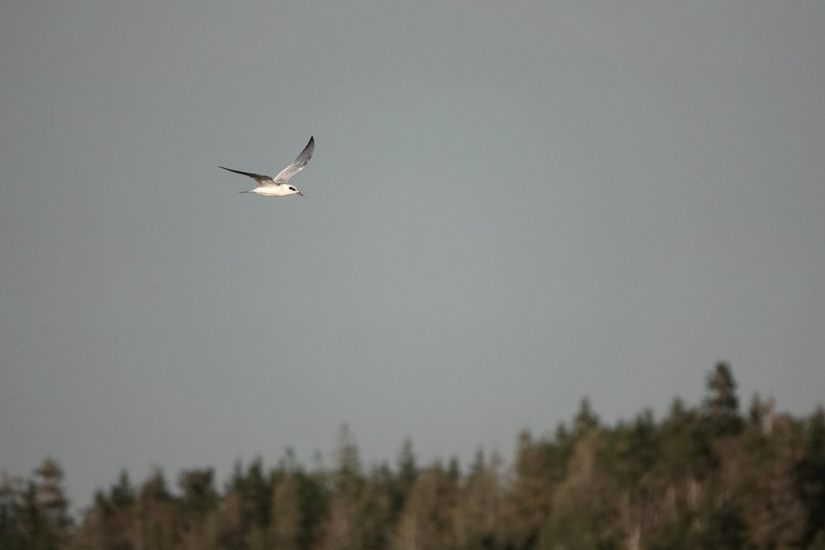 Forster's Tern - ML608480551